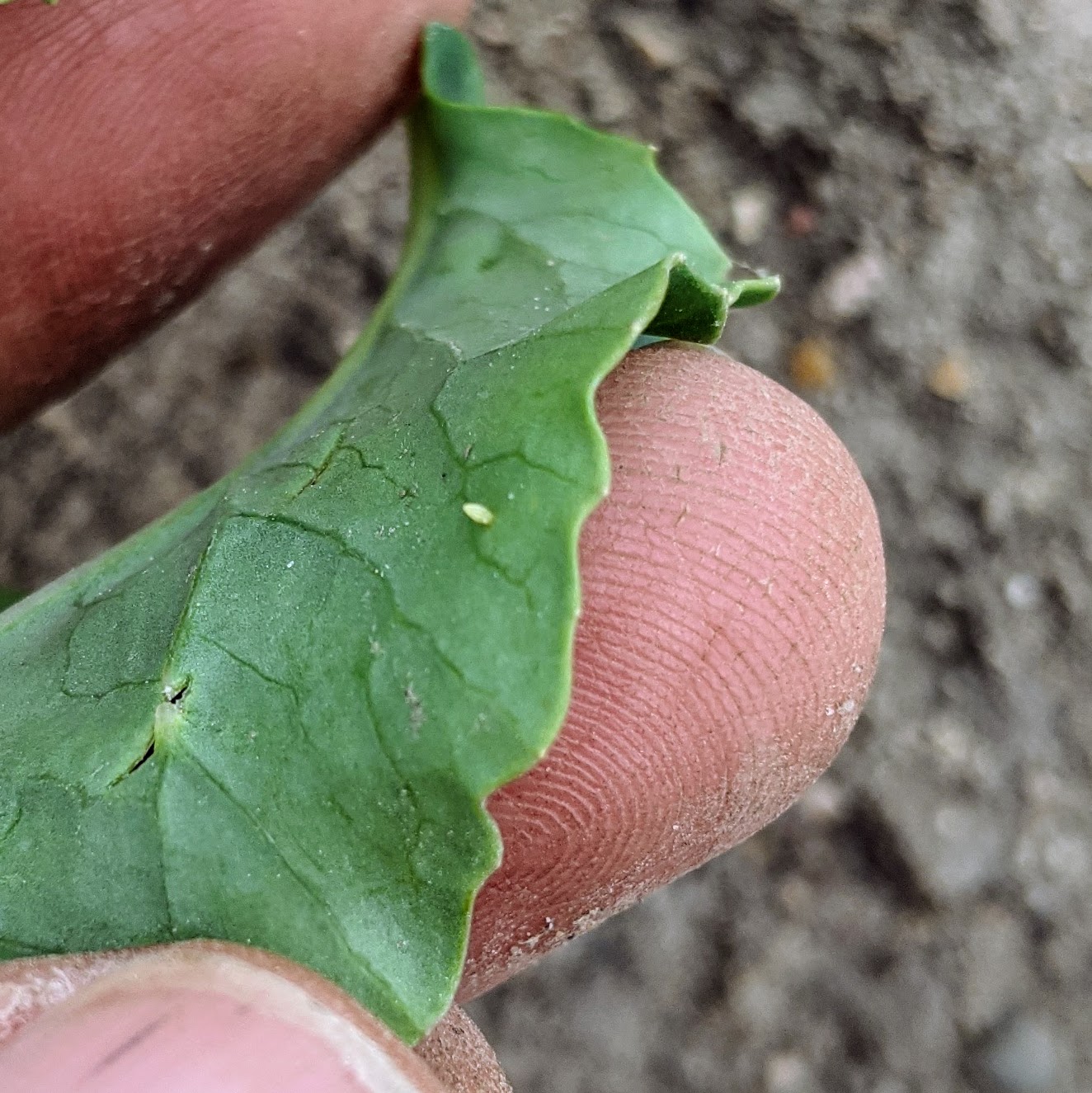 cabbage worm egg